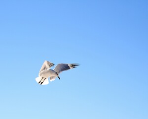 A Seagull Flying Against a Blue Sky Above Laguna Beach in Panama City Beach, Florida