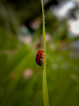 closeup macro picture of ladybug like bug stick to a leaf