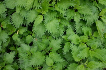 green nettle leaves close up.beautiful background