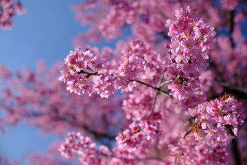 Beautiful cherry blossom over blue sky, closed up of cherry blossom
