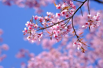 Beautiful cherry blossom over blue sky, closed up of cherry blossom
