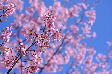Beautiful cherry blossom over blue sky, closed up of cherry blossom
