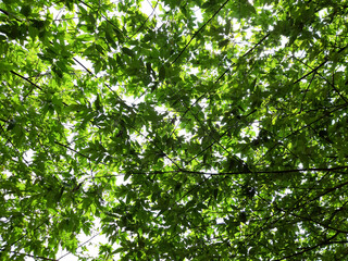 Fototapeta na wymiar green leaves background, taken below the tree