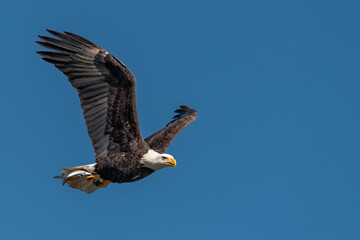 Bald Eagle with a Fish in its Talons over the Susquehanna River