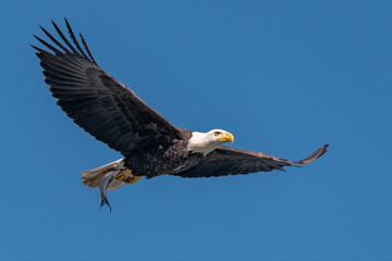 Bald Eagle with a Fish in its Talons over the Susquehanna River