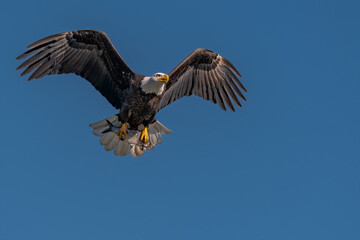 Bald Eagle with a Fish in its Talons over the Susquehanna River
