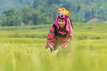 Young woman in traditional Lo Lo (Yi) costume on rice field. Ha Giang, Vietnam.