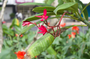 This flower called camboja has 5 petals and is red