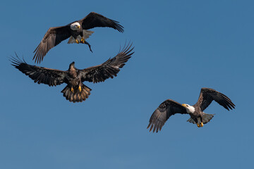 three bald eagles fighting for a fish in the mid air, Conowingo, MD, USA