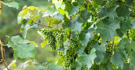 Cachos de uvas verdes no parreiral