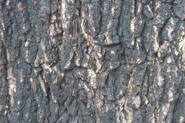 High-resolution photos of tree trunks are suitable as textures