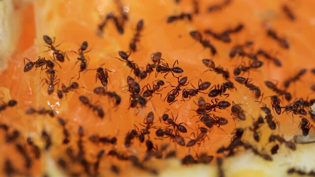 Close up de formigas comendo laranja