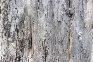 High-resolution photos of tree trunks are suitable as textures