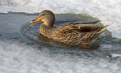 Mallard duck plopped in a small area of water surrounded  by snow and ice.