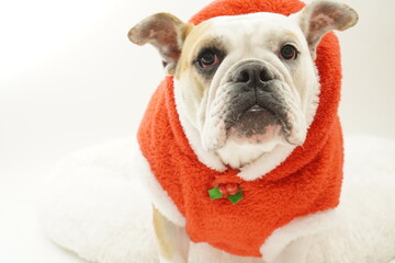 イングリッシュブルドッグ　子犬　サンタクロース衣装2　写真48