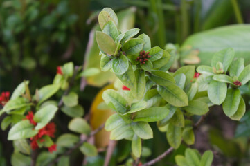close-up of plant leaves in the garden