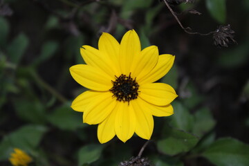 yellow flower
