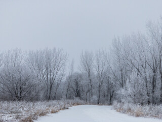 Foggy Winter Woods with Frost Covered Trees