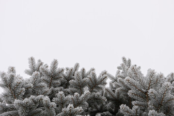 Winter Frost Covered Pine Tree Branches