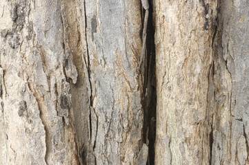 High-resolution photos of tree trunks are suitable as textures