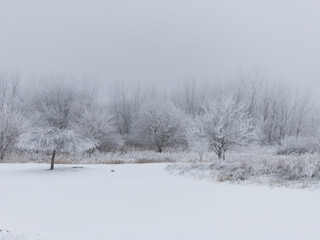 Foggy Winter Woods with Frost Covered Trees