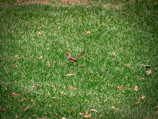 Fairy Wren On Lawn