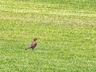  Female Blackbird