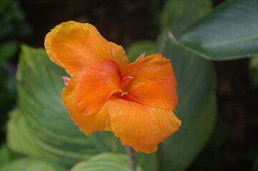 close-up photo of orange flowers with named cana 