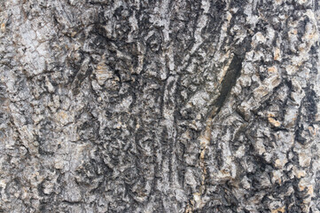 High-resolution photos of tree trunks are suitable as textures