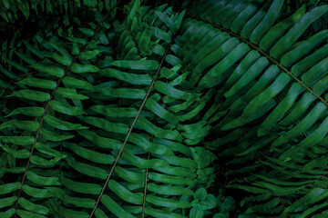 closeup nature view of tropical leaves background, dark tone concept