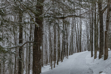Walkway through the forest landscape