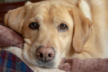 ラブラドールレトリバー　室内犬