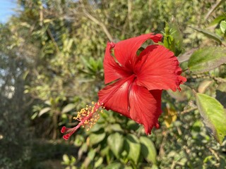Fototapeta premium red hibiscus flower in nature garden