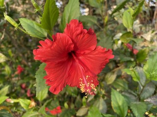red hibiscus flower in nature garden
