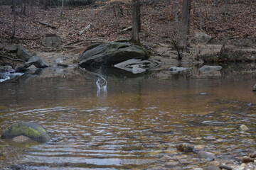 A skipping rock in a river