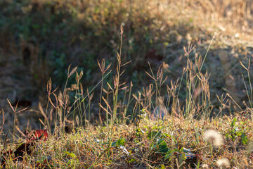 Grass flowers and sunshine in the morning of the new day.