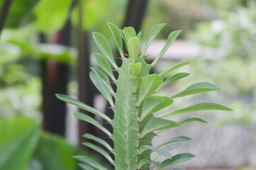 a cactus-like plant with neatly lined leaves from top to bottom