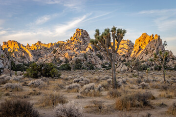 joshua tree national park