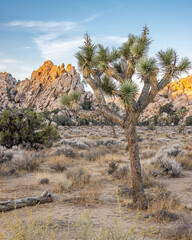 joshua tree national park