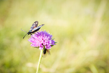 Scarlet tiger moth on clover flower close up.
