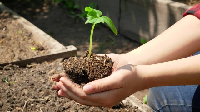 Closeup of female hands holding and lifting small gren sprout growing in fertile soil. Concept of growth, environment protection and organic planting on farms