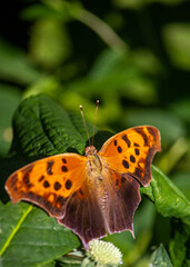 Obraz premium moth on a flower