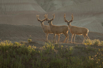 deer in the woods