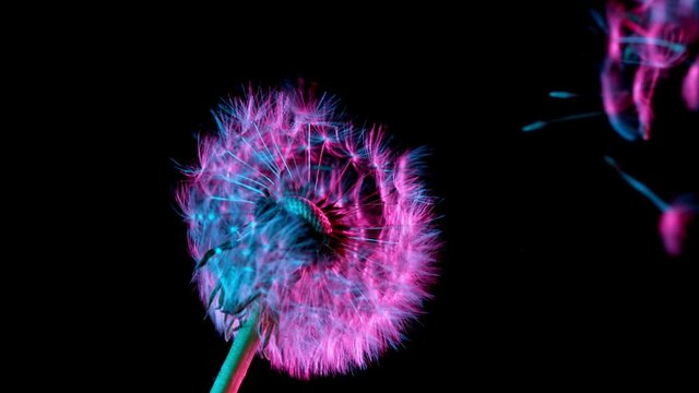 Macro Shot of Dandelion being blown in super slow motion on black background. Filmed on high speed cinematic camera at 1000 fps.
