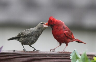 Male Cardinal Feeding a Juvenile Cowbird