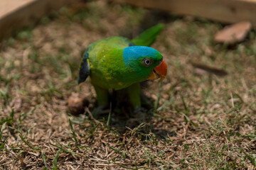 Blue-naped parrot walking on the ground.