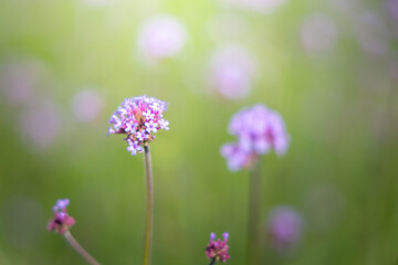 The background image of the colorful flowers