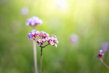 The background image of the colorful flowers