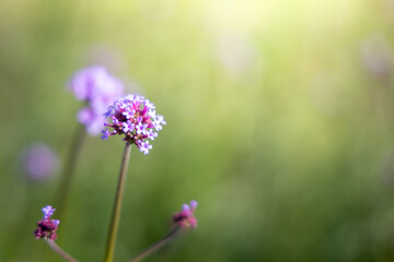 The background image of the colorful flowers