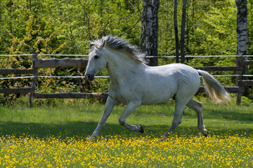 White horse in the paddock on a sunny day